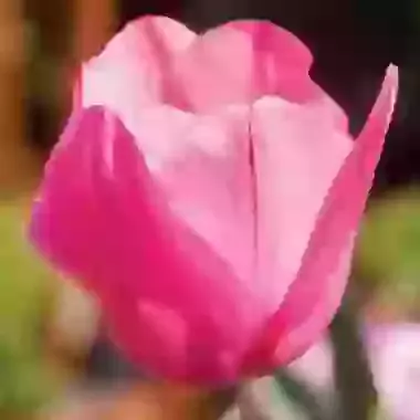 Pink Impression